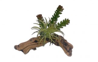 8″ Succulent on Driftwood Cage Decoration