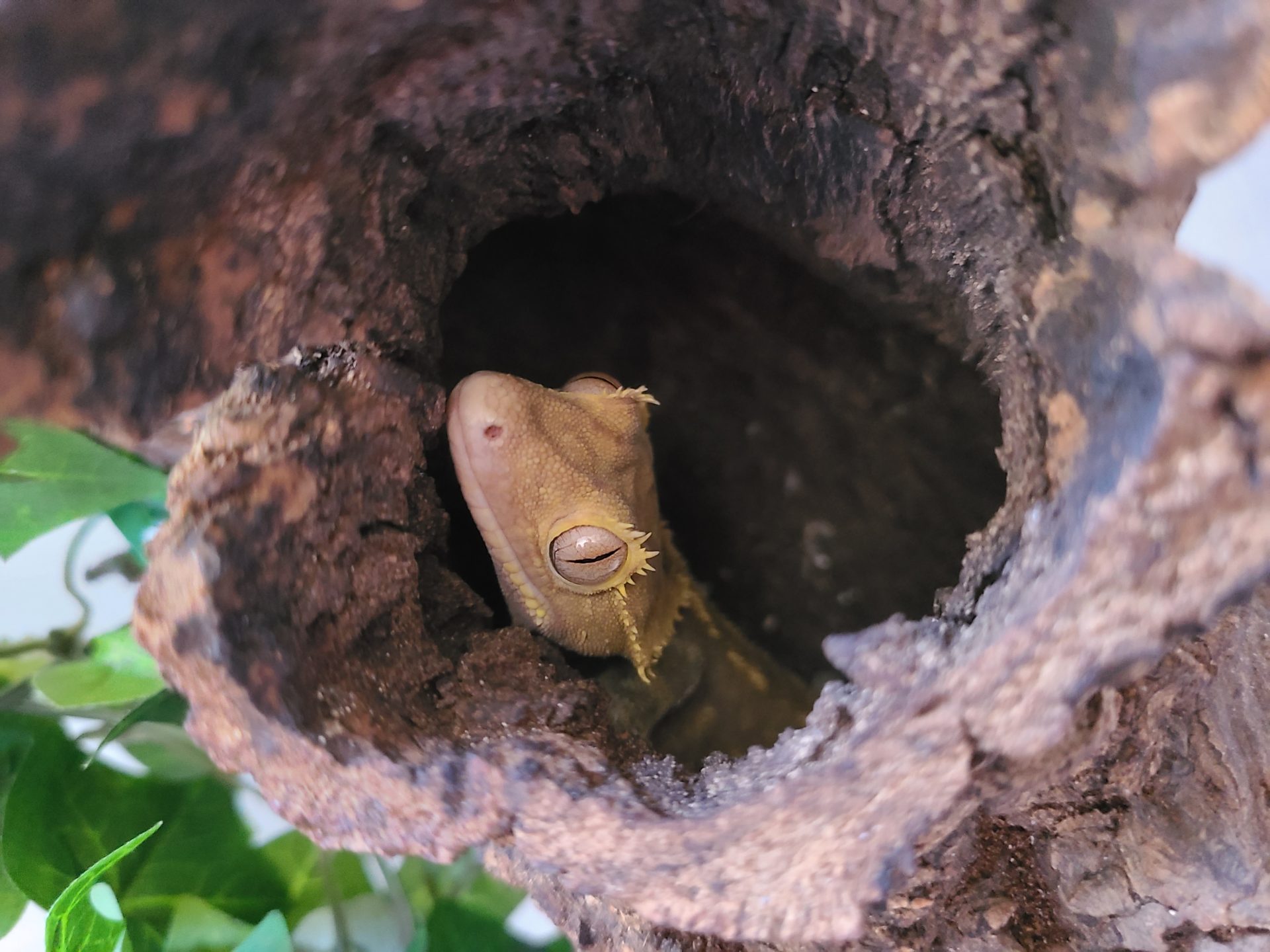 A small tan gecko with its face peeking up out of a hole inside of a wooden log.