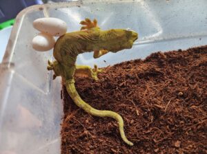 A yellow gecko with a pair of eggs beside it, sitting in a clear plastic container.
